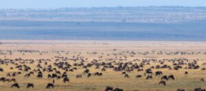 Herds of Wildebeest Across the Plains of Kenya | Kenya Safaris | Kenya Holidays | The Ultimate Travel Company
