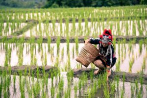 Hmong Woman in the Green Rice Fields | Laos Holidays | The Ultimate Travel Company