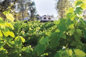 Spicers Vineyards Estate, Hunter Valley | Australia Holidays | The Ultimate Travel Company