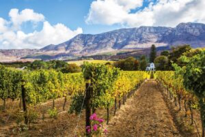 Wine Farm | Luxury South Africa Holidays | The Ultimate Travel Company