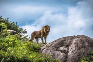 Lion on a Rock in the Serengeti | Luxury Tanzania Safari Holidays | The Ultimate Travel Company