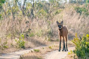 A Maned Wolf | Luxury Brazil Holidays | The Ultimate Travel Company