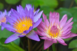 Mekong Delta River Purple Flower | Luxury Cambodia Holidays | The Ultimate Travel Company