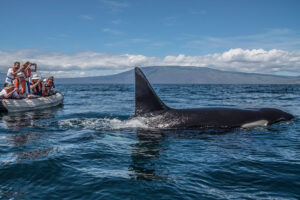 Isabela Ii, Galapagos Islands | Ecuador | Whale | The Ultimate Travel Company