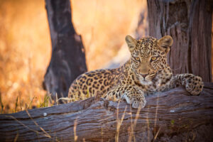 Leopard at Savute Safari Lodge | Luxury Botswana Safaris | The Ultimate Travel Company
