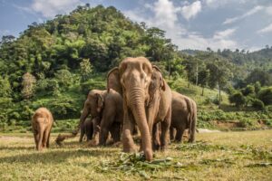 Elephants in Chiang Mai | Luxury Thailand Holidays | The Ultimate Travel Company