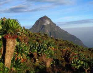 Volcanoes National Park | Luxury Rwanda Holidays | The Ultimate Travel Company
