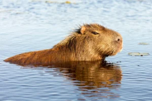 Wild Argentina | Ultimate Travel Company