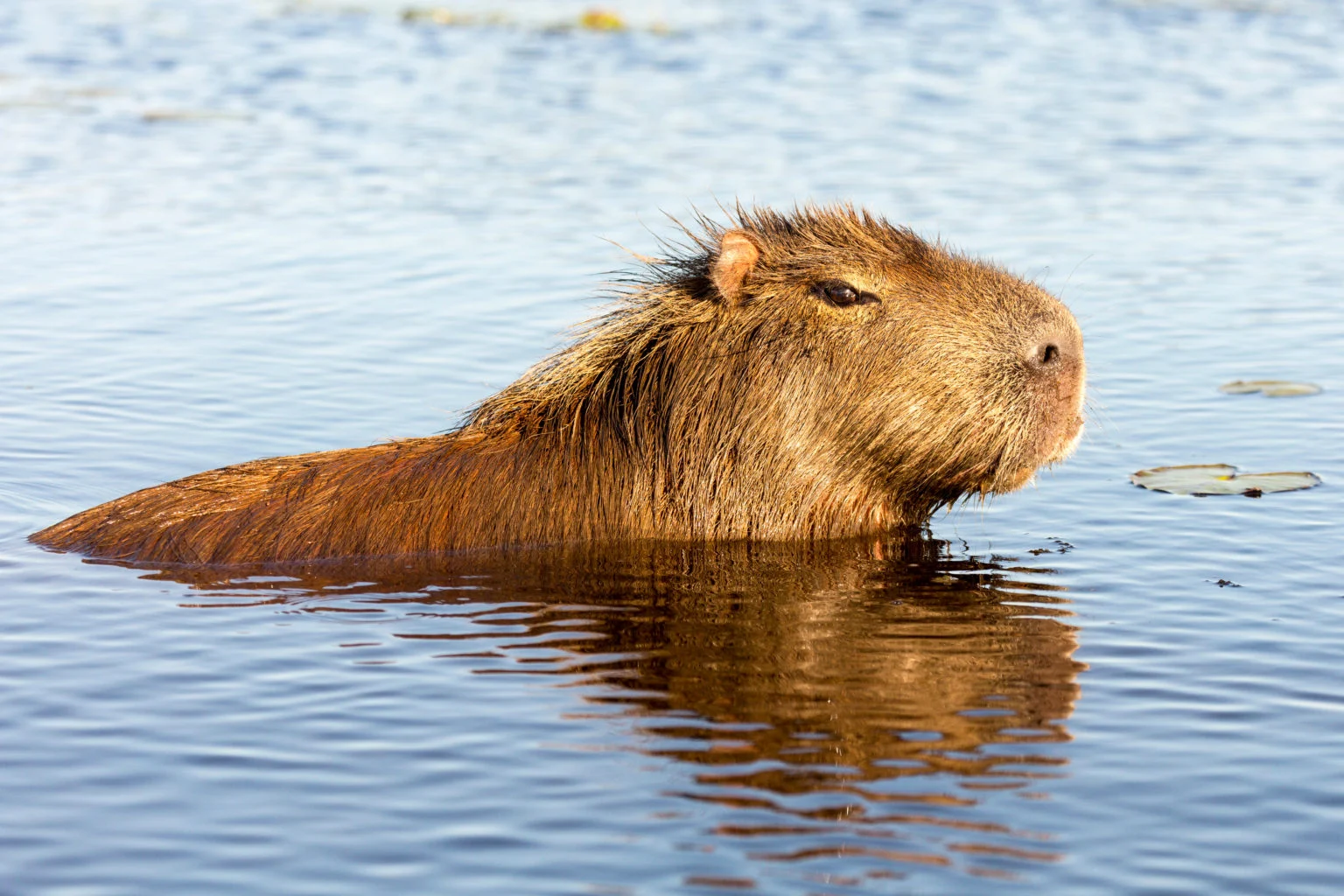 Wild Argentina | Ultimate Travel Company