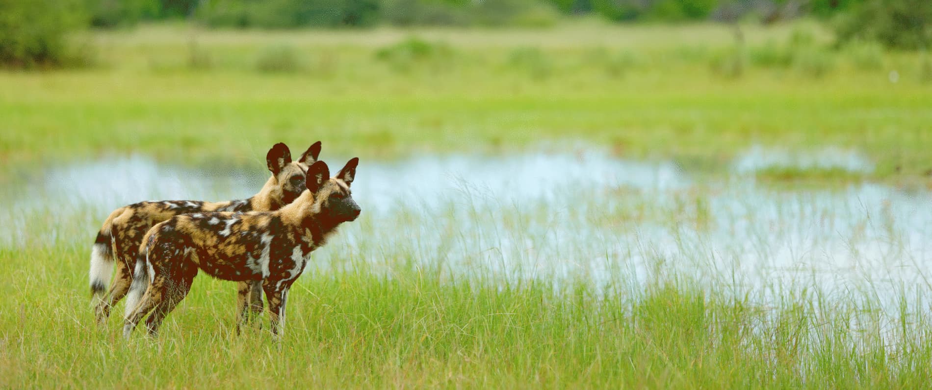 Two Wild Dogs | Luxury Botswana Safaris | The Ultimate Travel Company