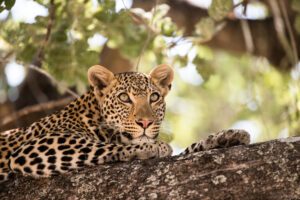 Leopard in Ruaha National Park | Tanzania Safari | Tanzania Holidays | The Ultimate Travel Company