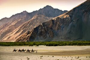 Camel Ride Diskit | India Holidays | The Ultimate Travel Company