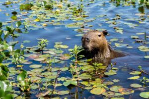 Iberá Wetlands | Argentina Holidays | The Ultimate Travel Company