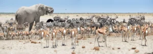 Wildlife | Luxury Namibia Holidays | The Ultimate Travel Company