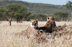 Cheetahs | Luxury Namibia Holidays | The Ultimate Travel Company