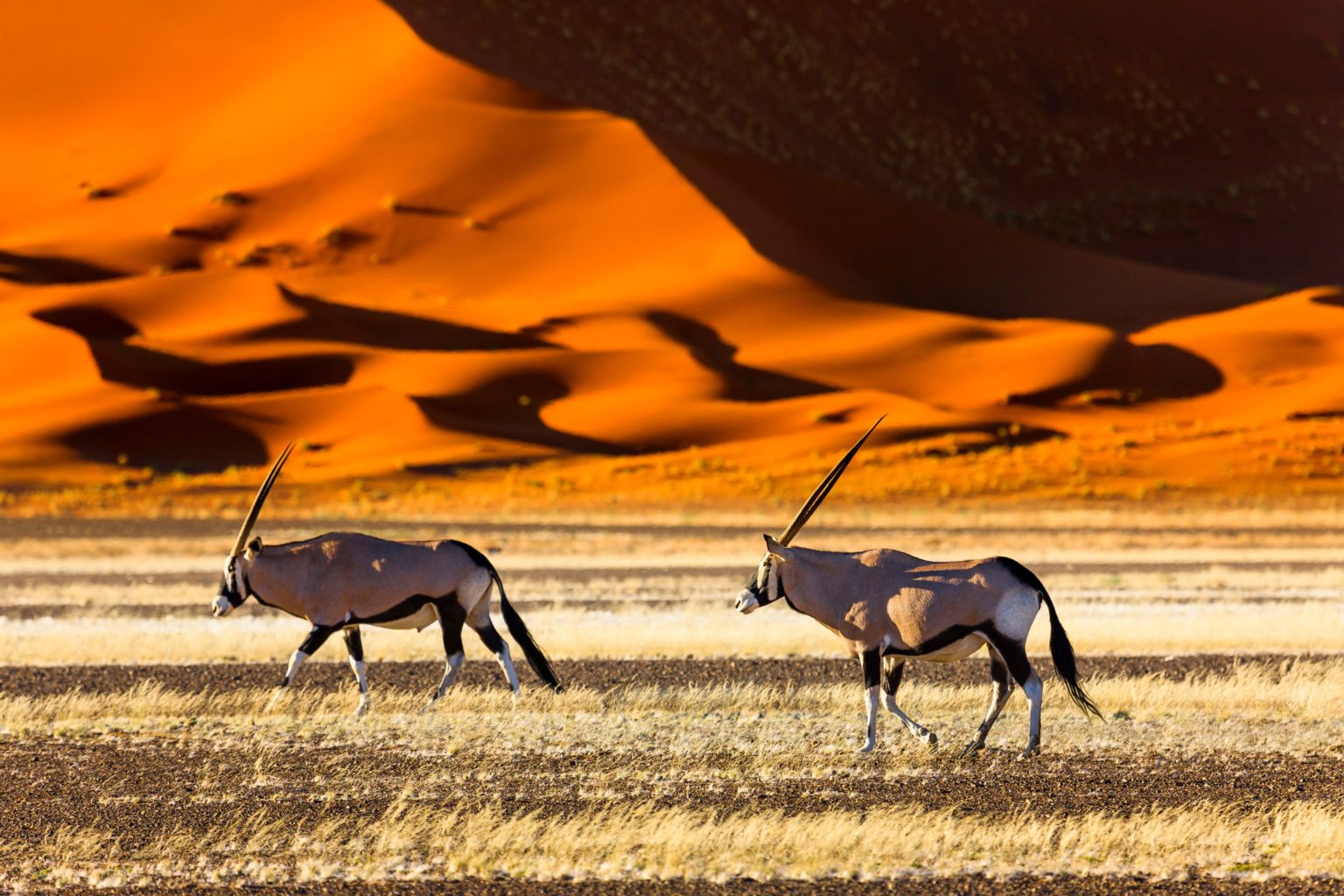 Oryx Gazella in Namib Desert | Luxury Namibia Holidays | The Ultimate Travel Company