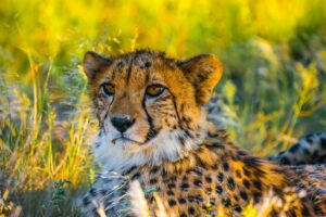 Leopard in Doro Nawas Conservancy, Damaraland | Luxury Namibia Holidays | The Ultimate Travel Company