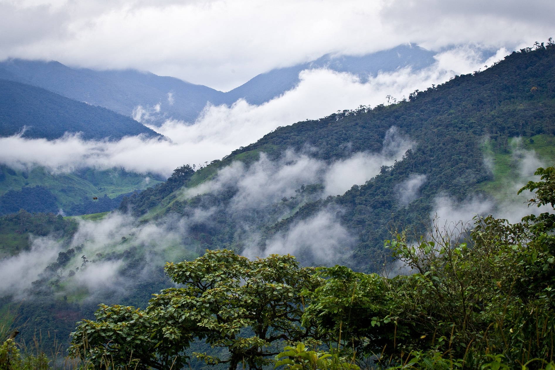 Cloud Forest | Luxury Ecuador Holidays | The Ultimate Travel Company