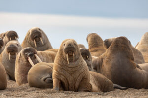 Walrus | Luxury Arctic Cruises | The Ultimate Travel Company
