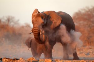 Elephants at Kwandwe Private Game Reserve | Luxury South Africa Holidays | The Ultimate Travel Company
