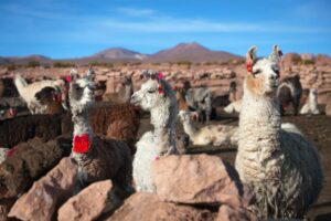 Three Alpacas in Bolivia | Luxury Bolivia Holidays | The Ultimate Travel Company