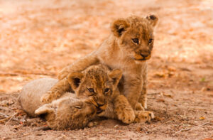 Three Lion Cubs in South Luangwa | Luxury Zambia Holidays | The Ultimate Travel Company