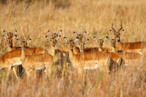 Impalas in Kafue National Park | Zambia Holidays | The Ultimate Travel Company