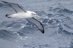 Bird Flying Overhead | Antarctica Cruises | Antarctica Holidays | Ultimate Travel Company