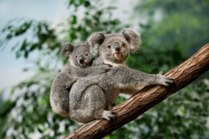 Koalas | Australia Holidays | The Ultimate Travel Company