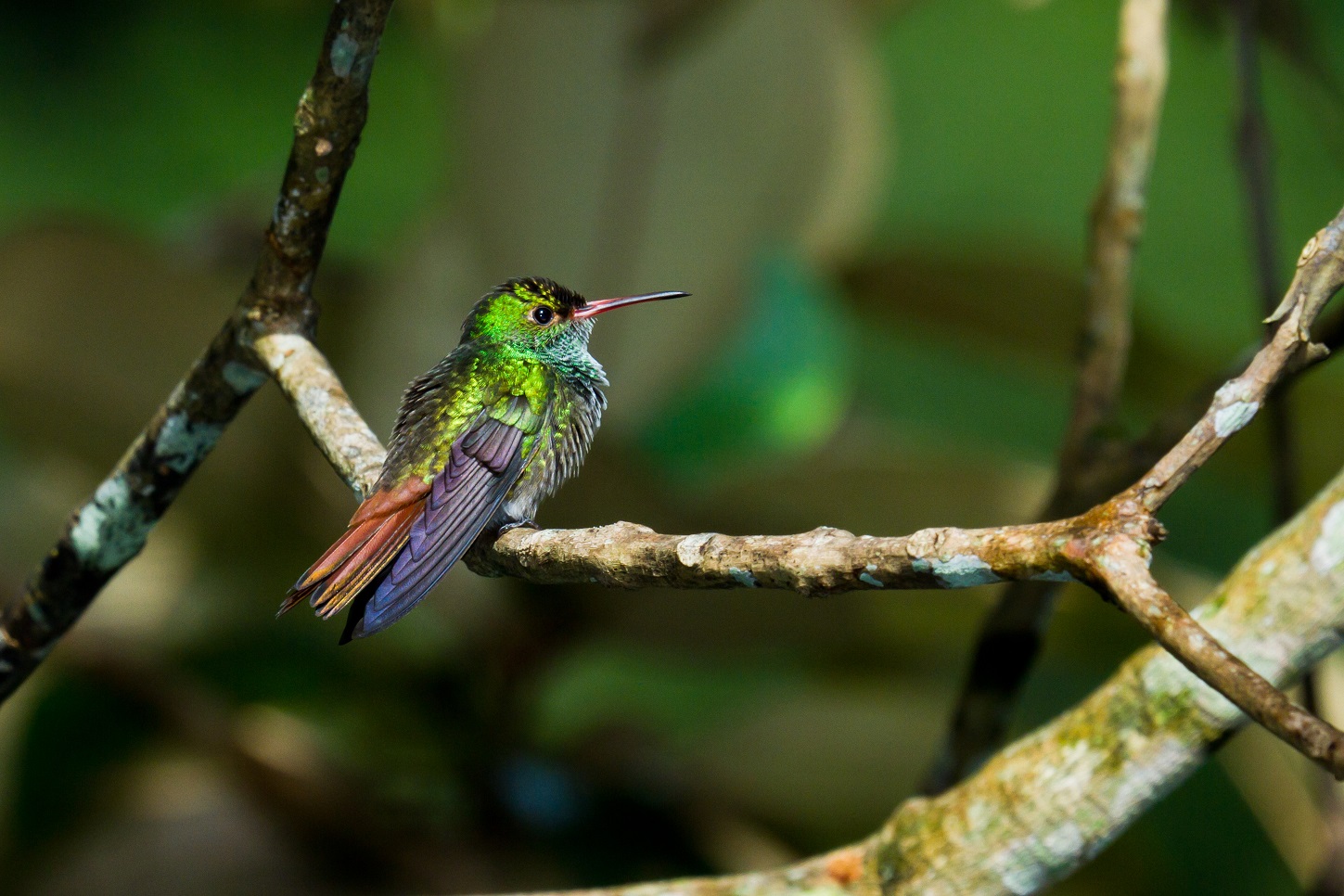 Tailed Hummingbird on a Tree Branch| Luxury Belize Holidays | The Ultimate Travel Company