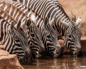Zebras Drinking from Water Source in Kidepo Valley National Park | Luxury Uganda Holidays | The Ultimate Travel Company