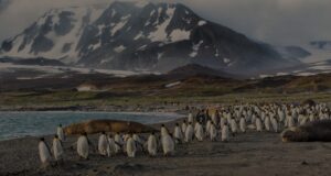Penguin Colony in Antarctica | Antarctica Holidays | The Ultimate Travel Company