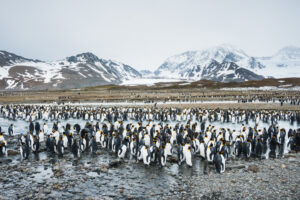 Penguin Colony in Antarctica | Antarctica Holidays | The Ultimate Travel Company