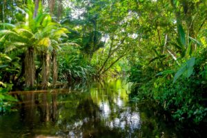 Amazon Rainforest | Luxury Ecuador Holidays | The Ultimate Travel Company