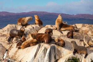 Tierra del Fuego Seals | Argentina | The Ultimate Travel Company