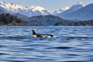A Killer Whale in Vancouver | Luxury Canada Holidays | The Ultimate Travel Company
