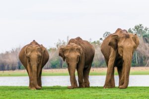 Three Elephants in Nagarhole National Park | India Holidays | The Ultimate Travel Company