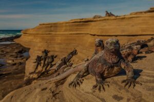 Iguanas in Quilotoa | Galapagos Island Holidays | The Ultimate Travel Company