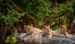 Lion Cubs _ The Ultimate Travel Company