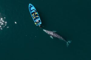 Stunning,Drone,View,Of,Gray,Whale,Following,Boat,With,Tourists.