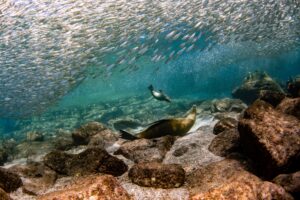 Snorkeling,With,Sea,Lions,In,Cortez,Sea,Underwater