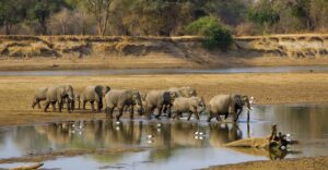 Elephants in the River at South Luangwa | Luxury Zambia Holidays | The Ultimate Travel Company