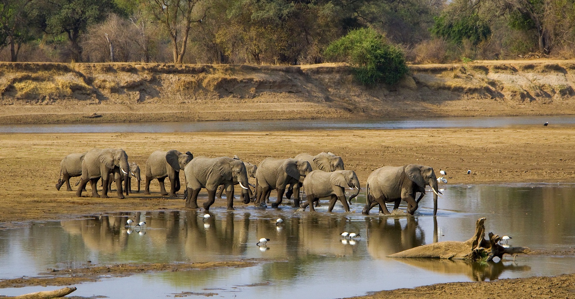 Elephants in the River at South Luangwa | Luxury Zambia Holidays | The Ultimate Travel Company