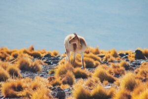 Altiplano Wildlife in Chile | Chile Holidays | The Ultimate Travel Company