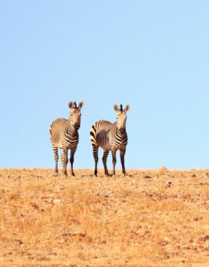 Zebras in Damaraland | Luxury Namibia Holidays | The Ultimate Travel Company