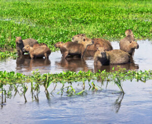 Family of Capybara | Luxury Venezuela Holidays | The Ultimate Travel Company