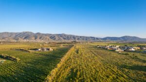 Baja,California,Mexico,Vale,Del,Guadalupe,Wineries