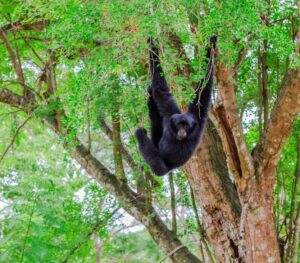 Spider Monkey | Luxury Belize Holidays | The Ultimate Travel Company