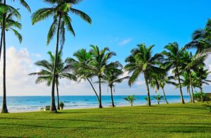 Palm Trees at Diani Beach | Kenya Holidays | Kenya Safaris | The Ultimate Travel Company