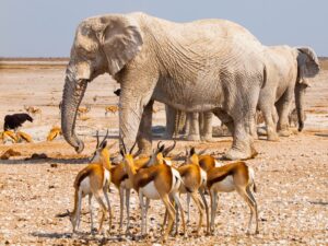 Elephant and Antelope in Etosha National Park | Luxury Namibia Holidays | The Ultimate Travel Company